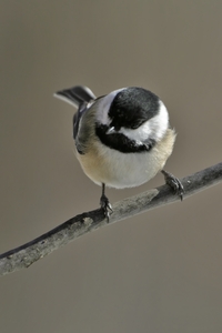 Black-capped Chickadee