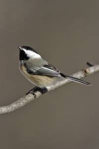 Black-capped Chickadee