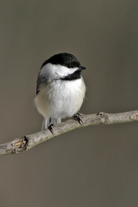 Black-capped Chickadee