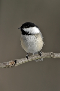 Black-capped Chickadee