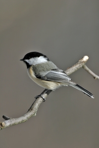 Black-capped Chickadee