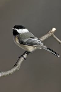 Black-capped Chickadee