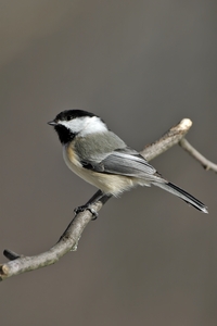 Black-capped Chickadee