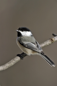 Black-capped Chickadee
