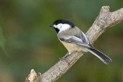 Black-capped Chickadee