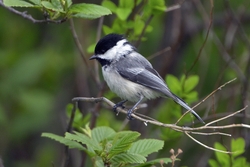 Black-capped Chickadee