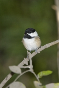 Black-capped Chickadee
