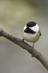 Black-capped Chickadee