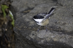 Black-capped Chickadee