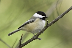 Black-capped Chickadee