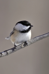 Black-capped Chickadee