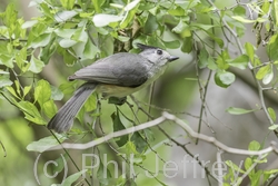 Black-crested Titmouse