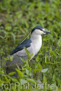 Black-crowned Night-Heron