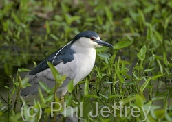 Black-crowned Night-Heron