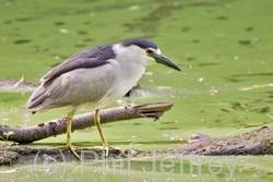 Black-crowned Night-Heron