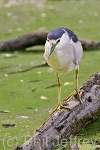 Black-crowned Night-Heron