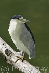 Black-crowned Night-Heron