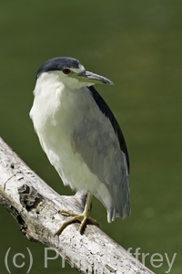 Black-crowned Night-Heron