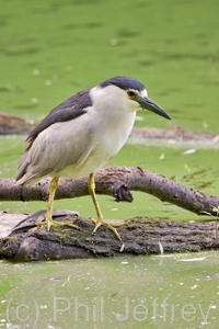 Black-crowned Night-Heron