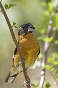 Black-headed Grosbeak
