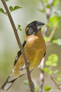 Black-headed Grosbeak
