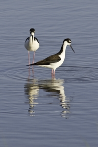 Black-necked Stilt
