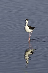 Black-necked Stilt