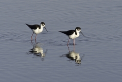 Black-necked Stilt
