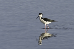 Black-necked Stilt