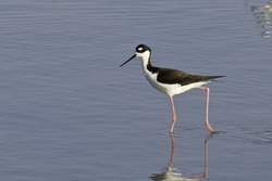 Black-necked Stilt