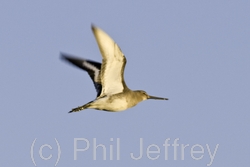 Black-tailed Godwit