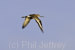 Black-tailed Godwit