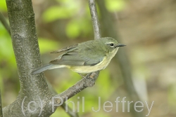 Black-throated Blue Warbler