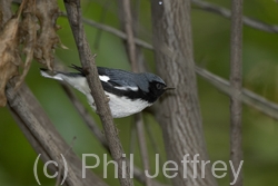 Black-throated Blue Warbler
