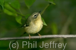 Black-throated Blue Warbler