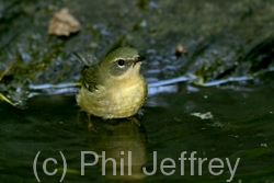 Black-throated Blue Warbler