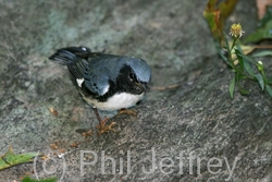 Black-throated Blue Warbler