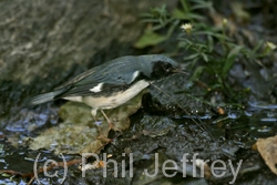 Black-throated Blue Warbler