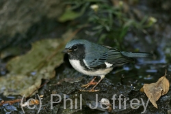 Black-throated Blue Warbler