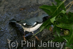 Black-throated Blue Warbler