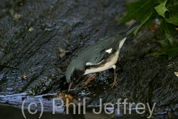Black-throated Blue Warbler