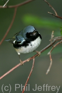 Black-throated Blue Warbler
