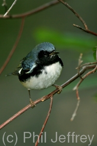 Black-throated Blue Warbler