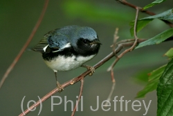 Black-throated Blue Warbler