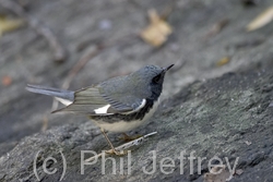 Black-throated Blue Warbler