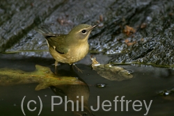 Black-throated Blue Warbler