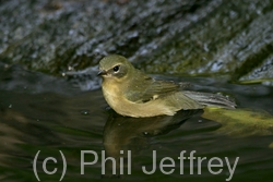Black-throated Blue Warbler