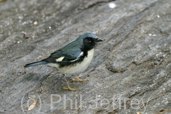 Black-throated Blue Warbler