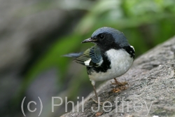 Black-throated Blue Warbler