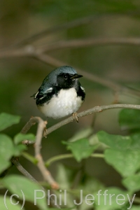 Black-throated Blue Warbler